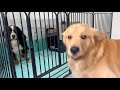 突然やってきた老犬バーニーズに威嚇しつつも怖くて逃げ出しちゃうビスケ