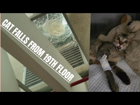 Cat survives 19th floor fall - The story behind the headline