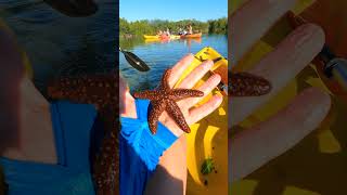 Florida Keys Kayak Journey: Spectacular Scenery Above & Below The Water #Shorts #FloridaKeys #kayak