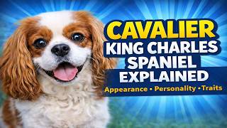 Thinking About a Cavalier King Charles Spaniel? Watch This First