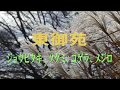 東御苑  春のしるしと野鳥