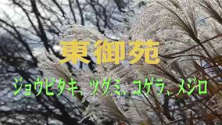 東御苑  春のしるしと野鳥