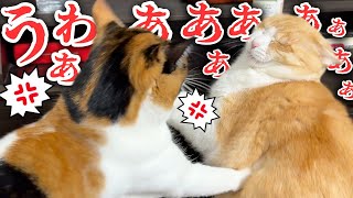 妹の機嫌を悪くしてしまいボッコボコにされてしまうお兄ちゃん猫たちが無力すぎましたwww