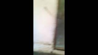 Adıyaman Besni Sarıyaprak