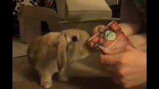 my bunny tries asmr (epic fail)