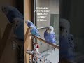 2022年6月19日石川県地震にびっくりするセキセイインコ、・そらちい達は元気です！