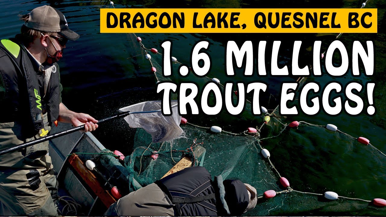 Мы собрали 1,6 миллиона икринок радужной форели! | Рыбалка с удочкой
