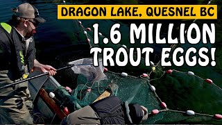 We Collected 1.6 MILLION Rainbow Trout Eggs! | Fishing with Rod