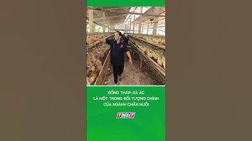 Đồng Tháp: Gà ác là một trong đối tượng chính của ngành chăn nuôi | Nông nghiệp miền Tây