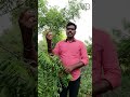 டெய்லி இதை சாப்பிட்டு வந்தா எந்த நோயும் வராதா | Village Dictionary  #agriculture #farming #india