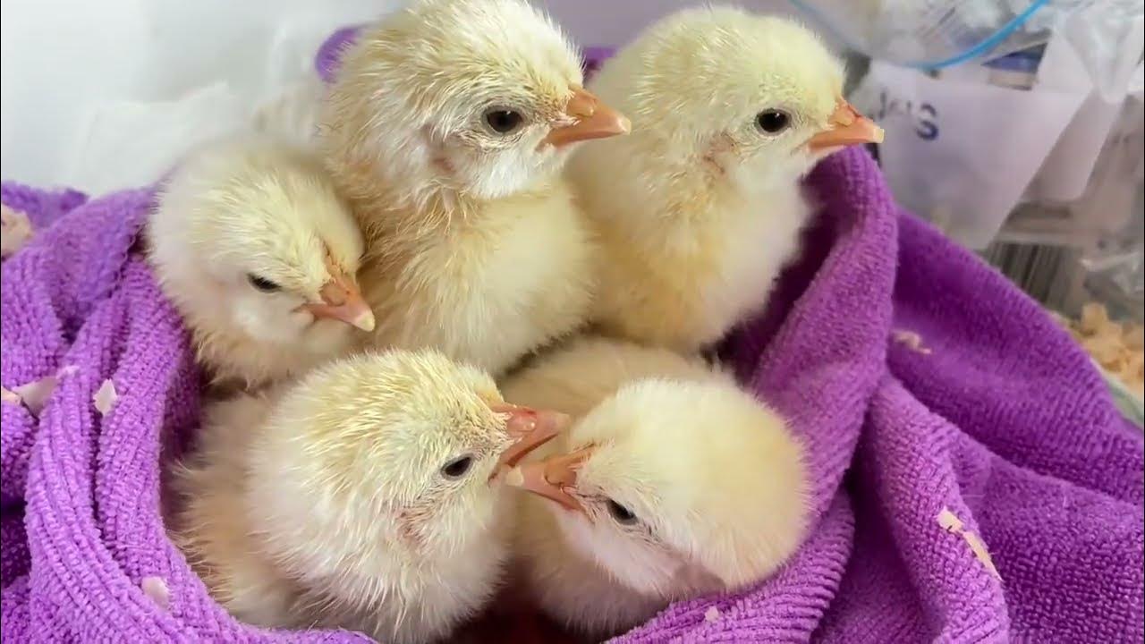 Baby chicks growth Vlogs1(Day1)/So cute newborn baby chicks. YouTube