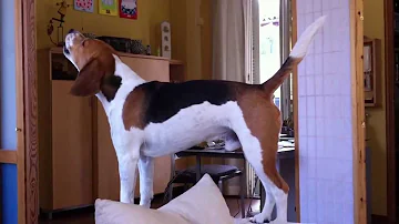 Come non far abbaiare il Beagle?