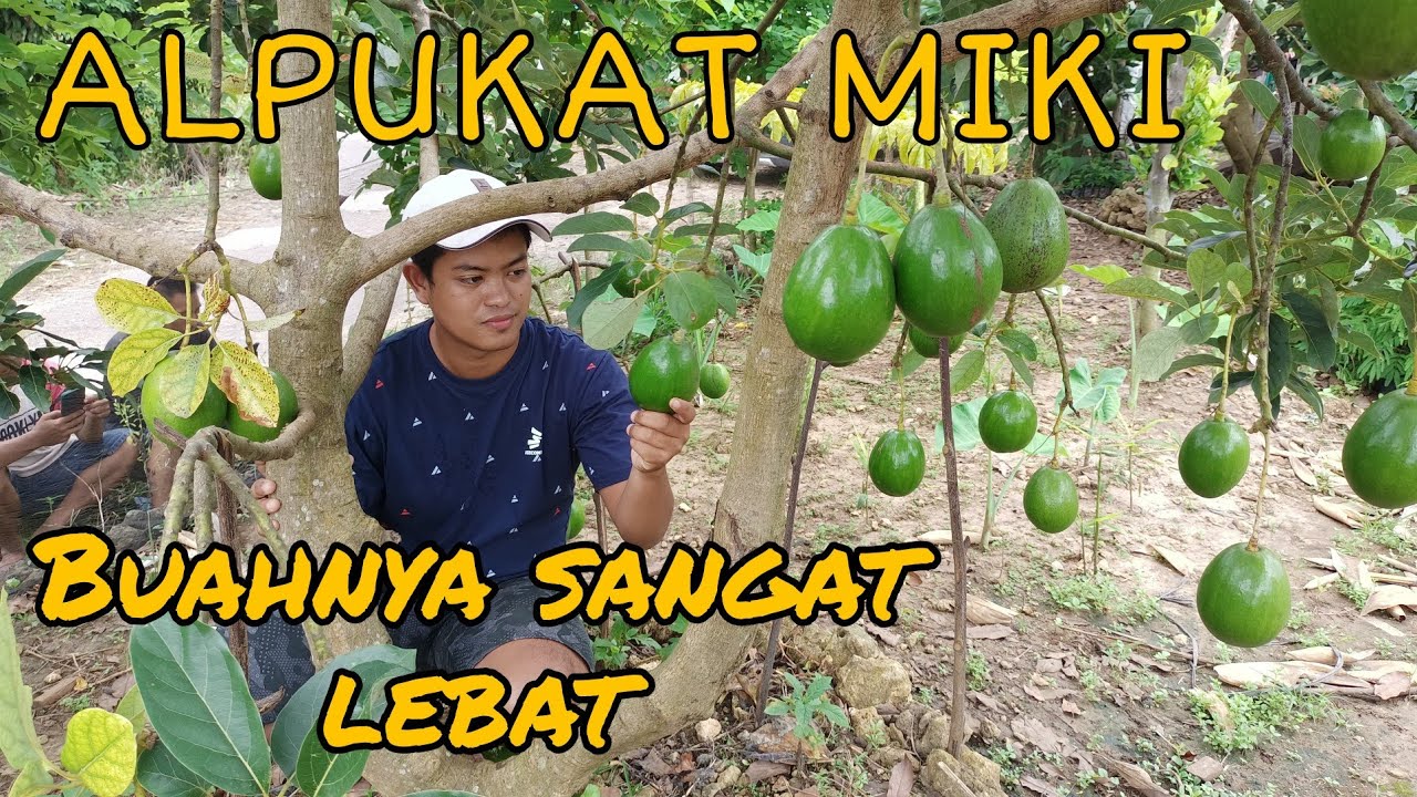 ALPUKAT MIKI UMUR 3TAHUN BERBUAH SANGAT LEBAT