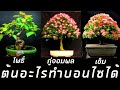 รวมต้นไม้ไทยที่สามารถทำบอนไซได้#1
