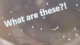 POND ECOSPHERE - 1 Month Update