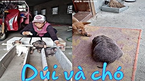 Dúi trung quốc | Dúi mốc đại | Loài dúi không thích sự có mặt của mấy em 4 chân này | Chuột Tre 360