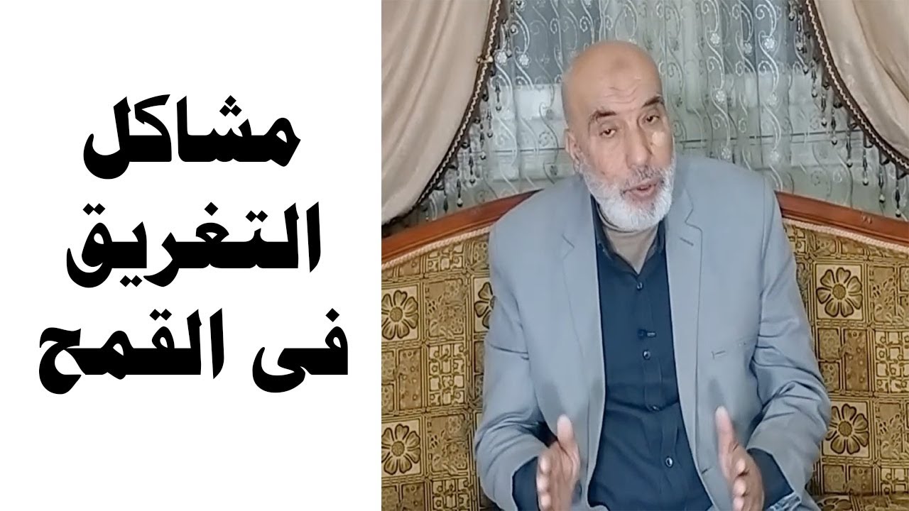 زراعة القمح | مشاكل التغريق في القمح | الاصفرار في القمح
