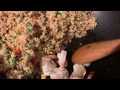 FRIED RICE WITH SHRIMP AND VEGETABLES