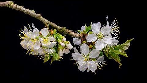 Thumbnail of Metamorphosis - 5 min Relaxing Meditation Music - Calm, Relaxing, Inspirational, Nostalgic, Pensive