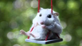 Funny pictures compilation 2016