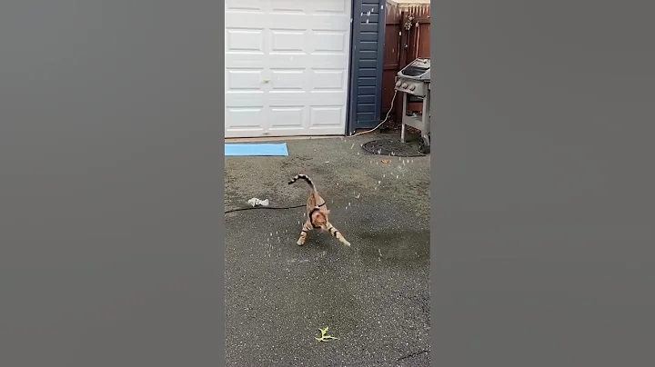 Watch the video about Funny Cats Videos 2024 part 136 #fun #funny #viral #funnyvideo #shortviral #cat #dog #cats #dogs