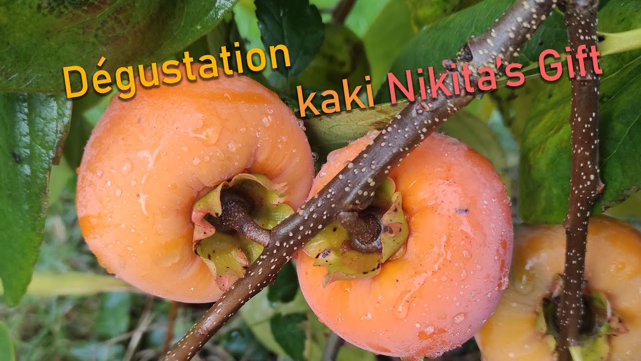 Dégustation : le plaqueminier kaki 'Nikita's Gift'
