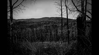 lurking in the trees
