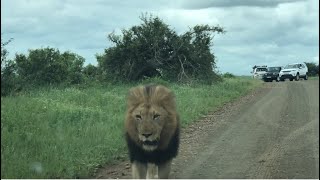 Close encounter with African Lion in Kruger Park