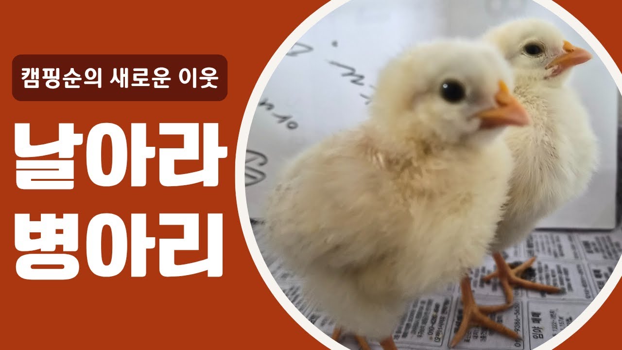 [캠핑순] 캠핑순의 새로운 이웃, 병아리!