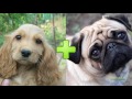 🐩❤️🐕 15 unbelievable cute cross breed dogs pt. 1