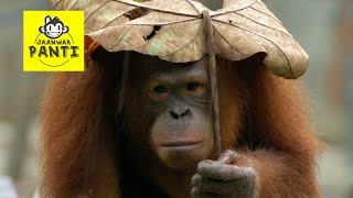 Cute Orangutan Facts