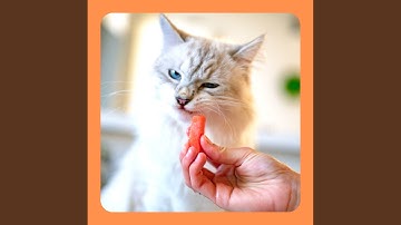 High Class Backdrops for Mysterious Cat