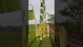 Ubag-Abig Celakontong And Kisa