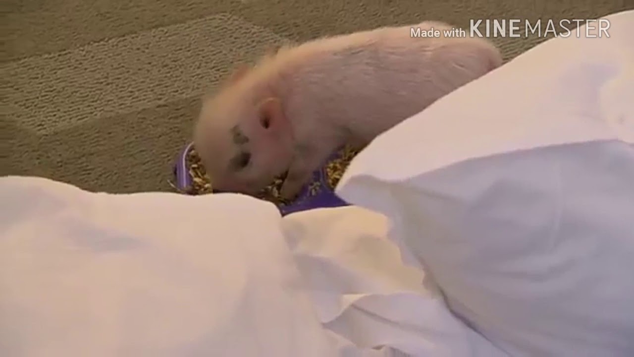 Alexa Bliss and her pet Steeve the piglet..... YouTube