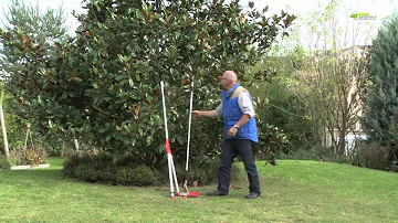 Comment tailler un magnolia soulangeana ?