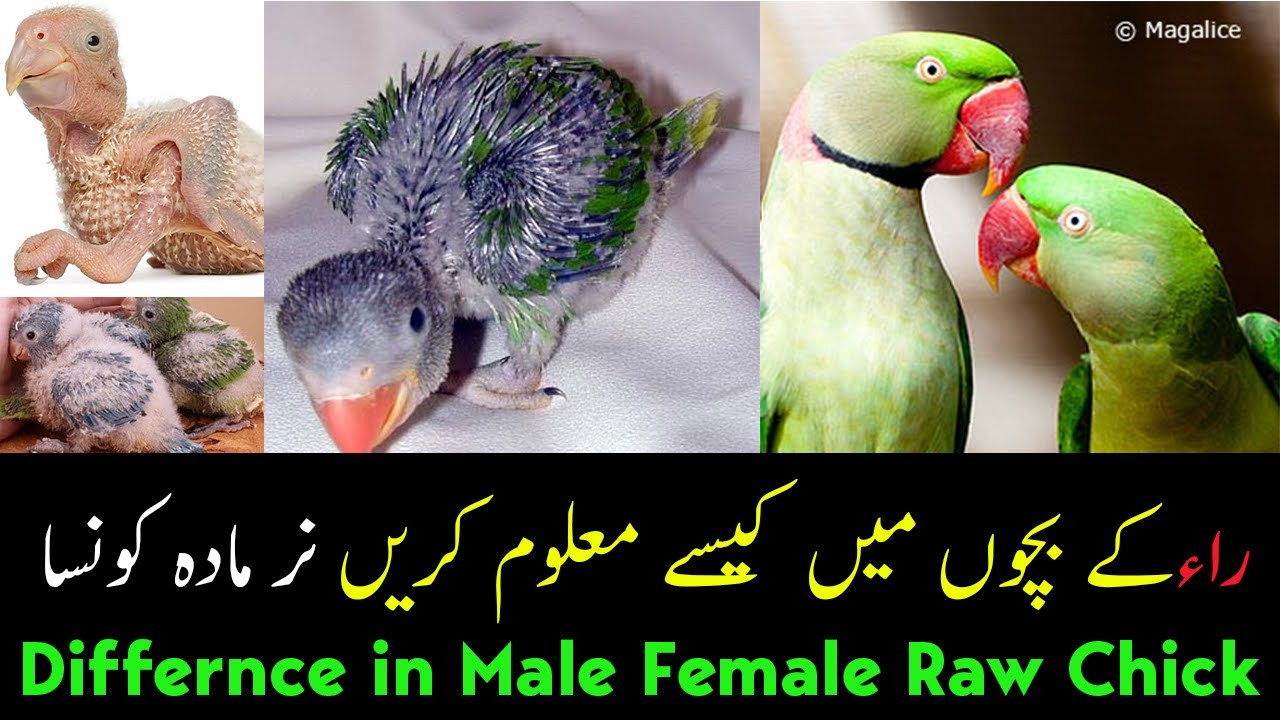How to identify male female in alexandrine parrot Chick Raw Parrot k