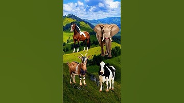Suara sapi, kambing, gajah, kuda part 11