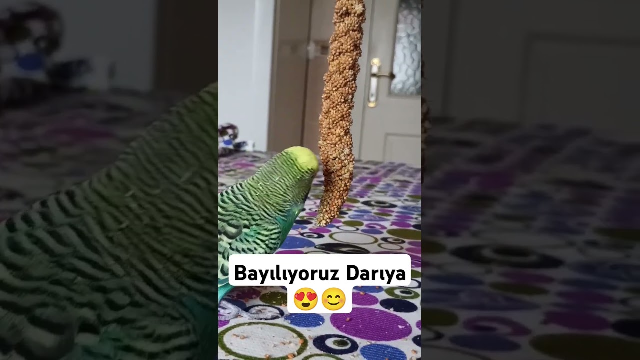 Ödül Maması 😍 #muhabbetkuşu #muhabbetkuslari #birds #muhabbetkuşufıstık #parrot #kuslar #budgey
