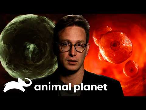 Monsters Inside Me - YouTube