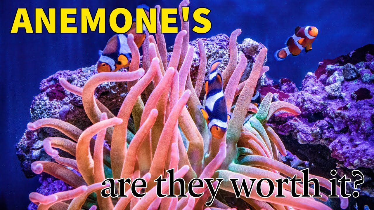 Anemones in reef tank