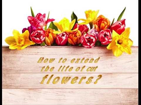 Video: Kako Produžiti život Svježem Rezanom Cvijeću. 2. Dio