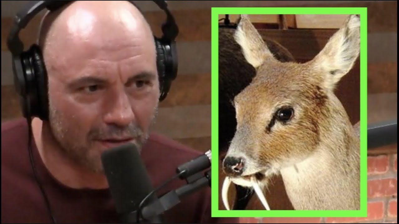 Joe Rogan on Vampire Deer & Crazy Animals YouTube