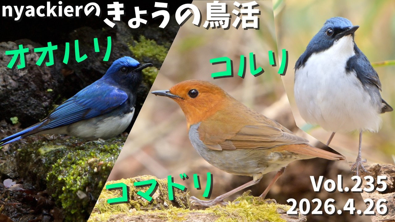 神回】 nyackierの今日の鳥活 Vol.235 2026年4月26日 1日で 人気の夏鳥
