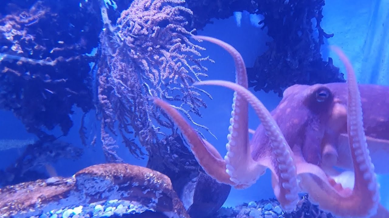 Aquarium Drøbak Norway / fun trips to Drøbak Akvarium  June 2021