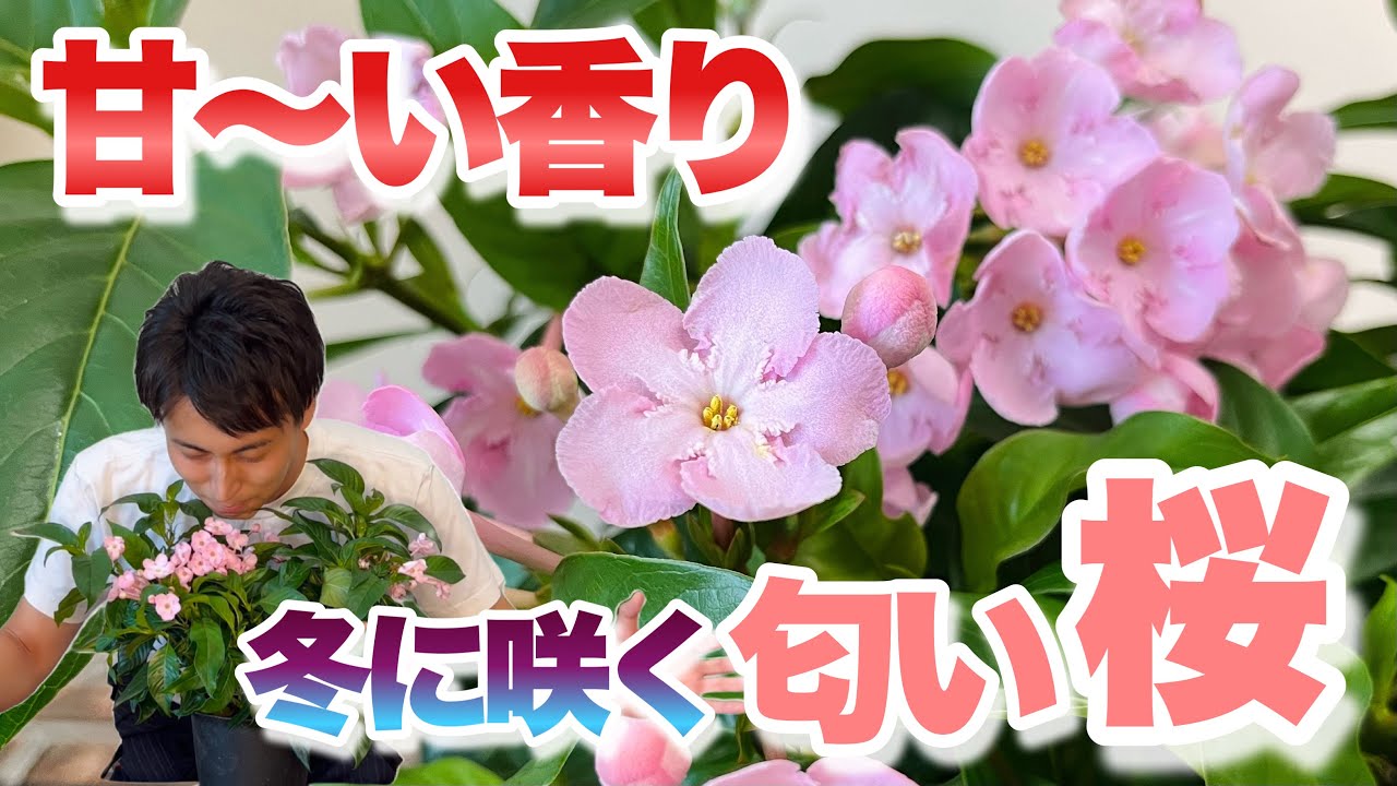 強い香りニオイザクラ リッチRich 匂い桜べにふじ 1鉢土減らし花段々終わった 良い香り！】秋冬を彩るサクラはヒマラヤ生まれ【におい桜】【育て方