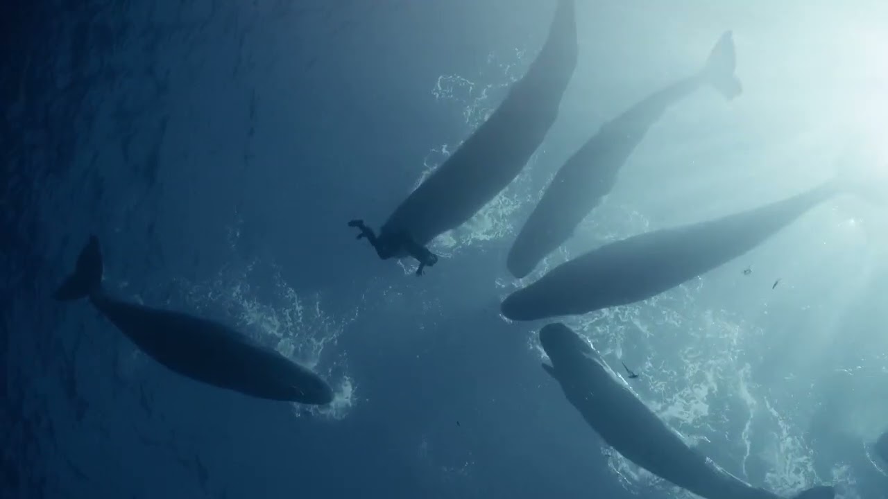Short film created by freediving couple Guillaume Néry and Julie