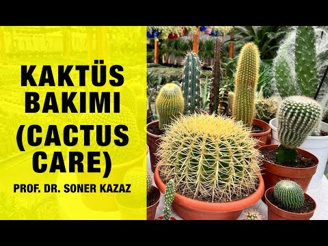 Video: Kaktus chirishi muammosi - yumshoq, shilimshiq kaktus o'simliklari uchun nima qilish kerak