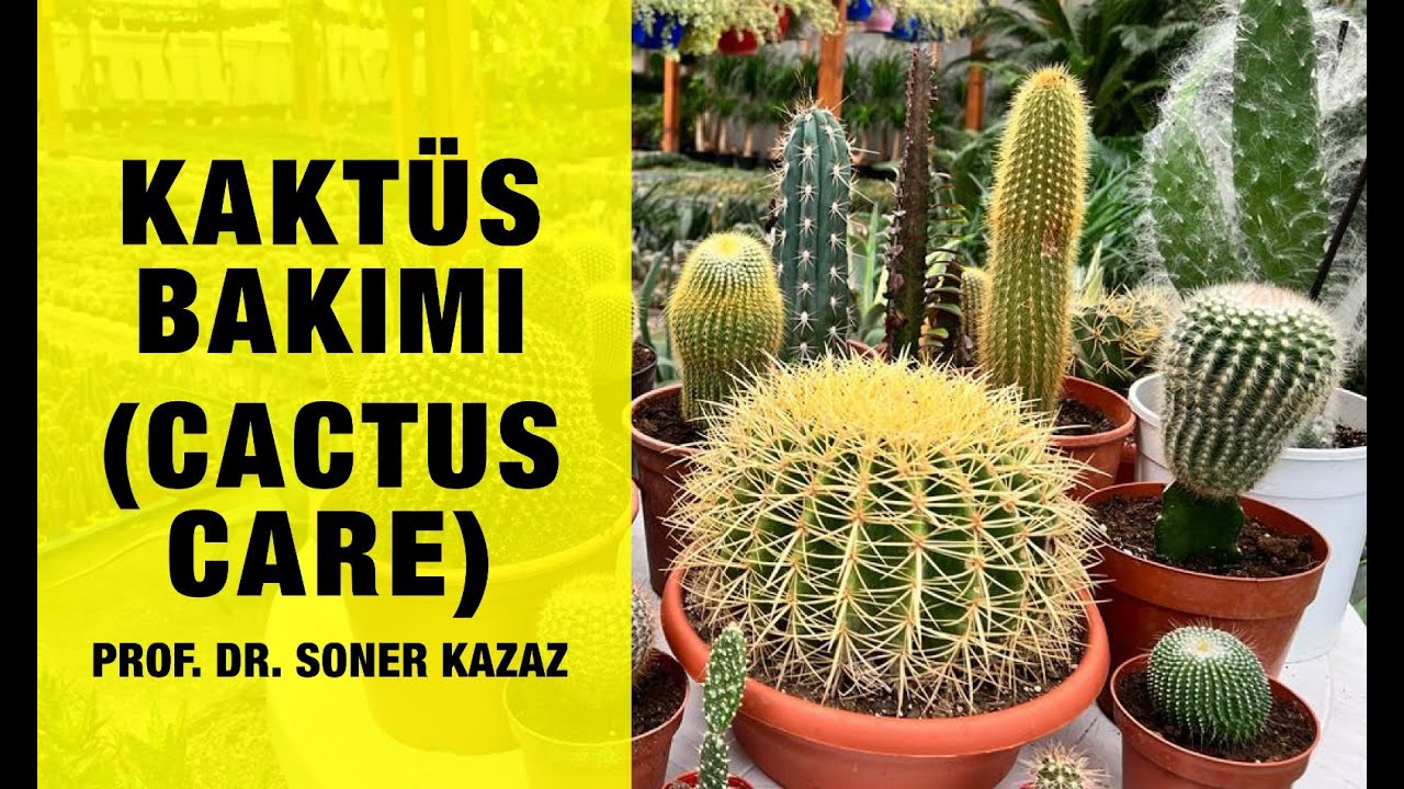 уход за кактусами