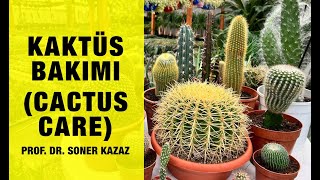Kaktüs Bakımı, Cactus Care, Kaktüs Coşturan, Kaktüsler Neden Çiçek Açmaz, Yavaş Büyür, Hatalar