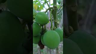 Be Careful Its Poisonous Fruit Cristymac Tv